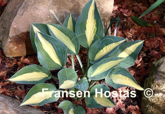 Hosta Hot Kiss - Fransen Hostas